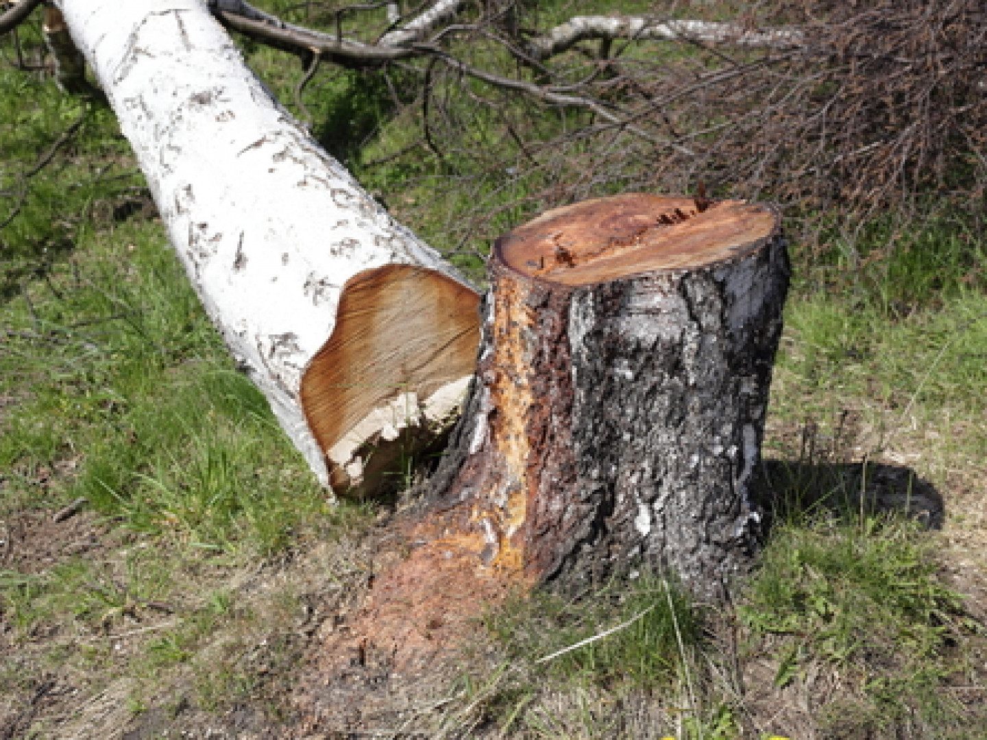 Tree Removal Company, Removing Old Trees | Athens, Winder, Watkinsville ...